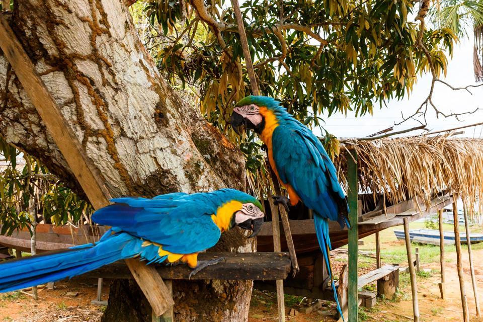 Amazonia Parksuites Novo Airão Exterior foto